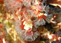 vers Filoganella elatensis